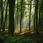 Enchanted forest scene with glowing magical lights and misty atmosphere