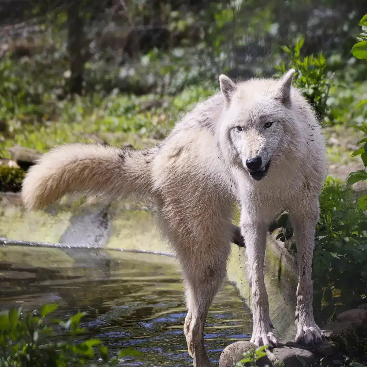 Wolf in a forested Montana landscape at dusk, symbolic of inner conflict
