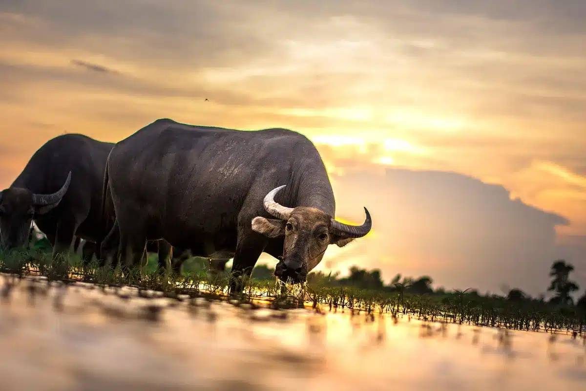 Solitary buffalo grazing on a prairie horizon seen from a distance